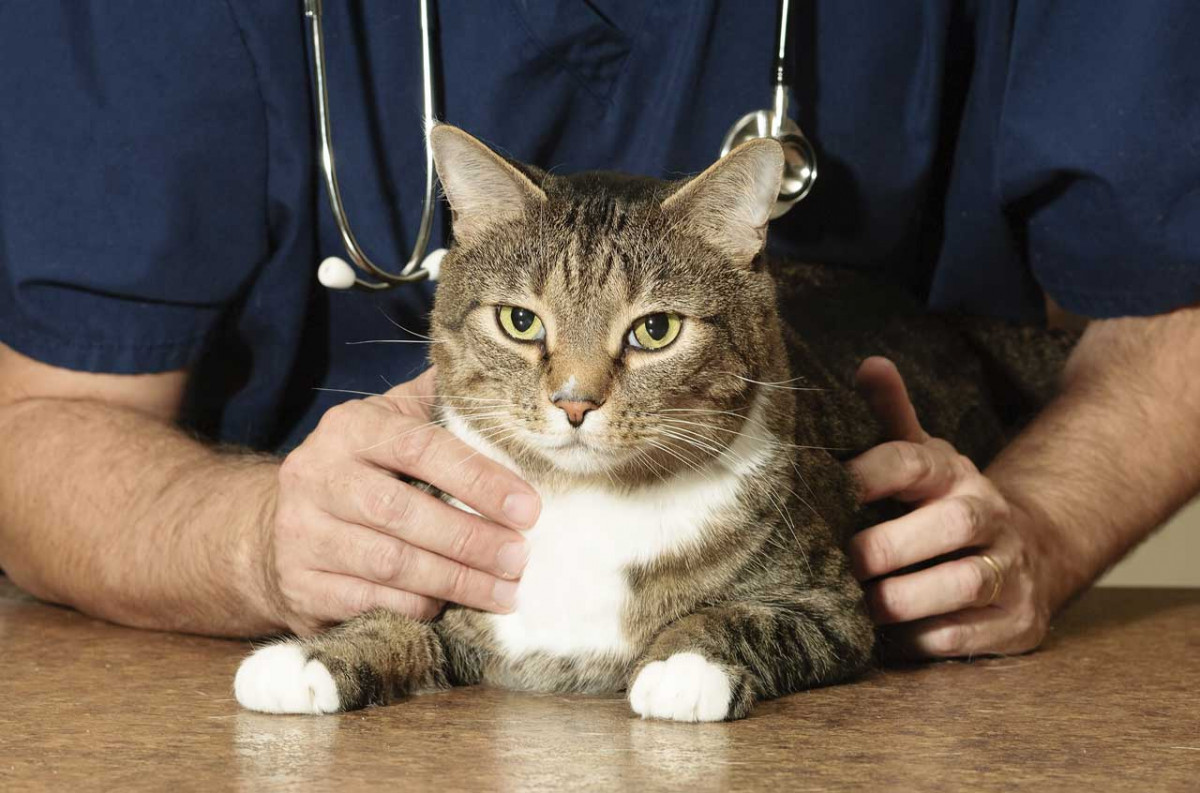 So setzen Sie Natrium sulfuricum bei Katzen mit Husten oder Durchfall