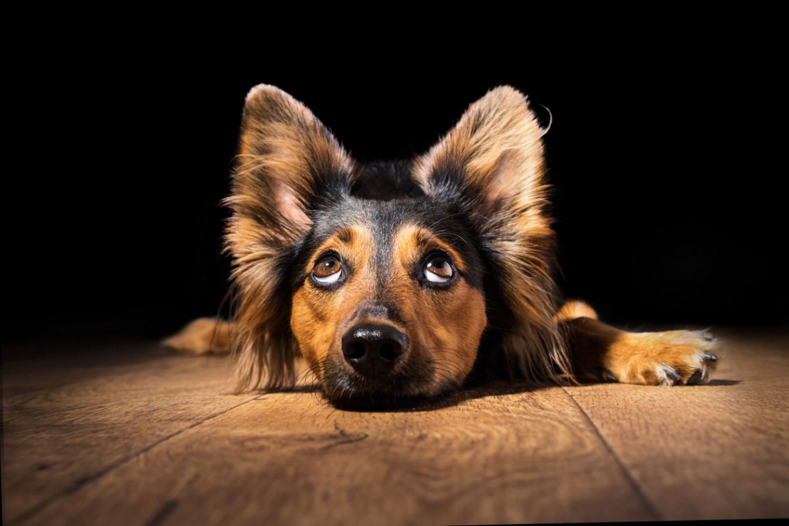Schnupfen beim Hund mit homöopathischen Mitteln heilen
