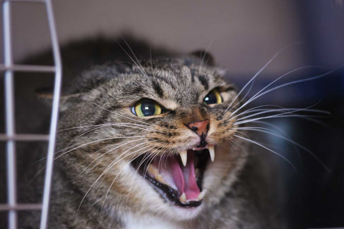 Verhaltenstherapie bei Katzen Homöopathische Mittel