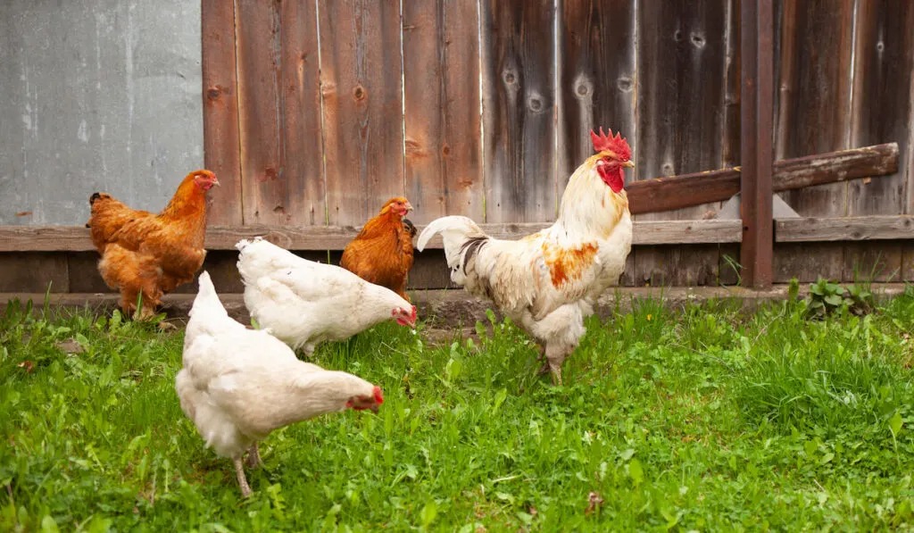 WHAT YOU NEED TO START POULTRY FARMING IN KENYA
