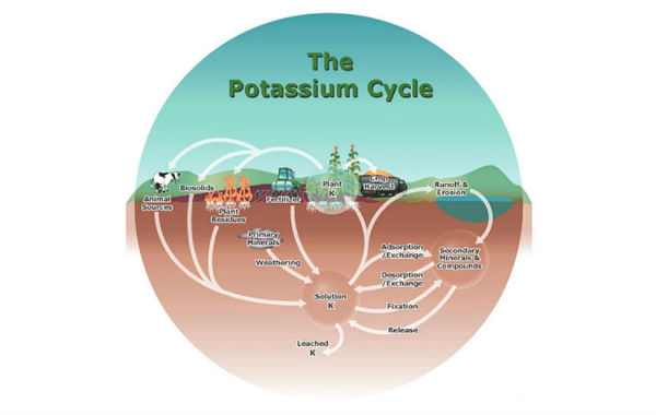 Ciclo del potasio