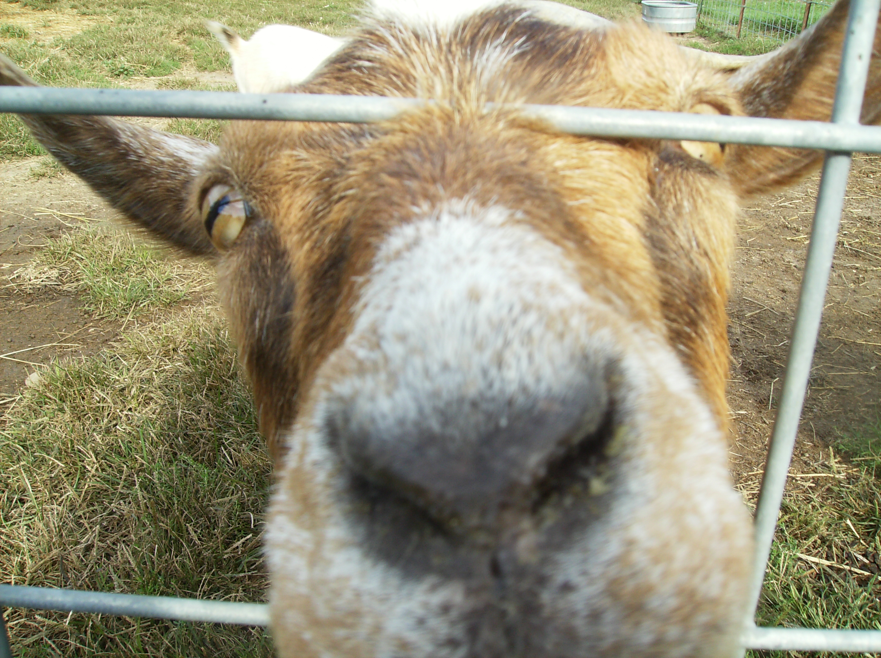 Vegan Farm Animal Sanctuary Near Me at Mitsuko Glenn blog