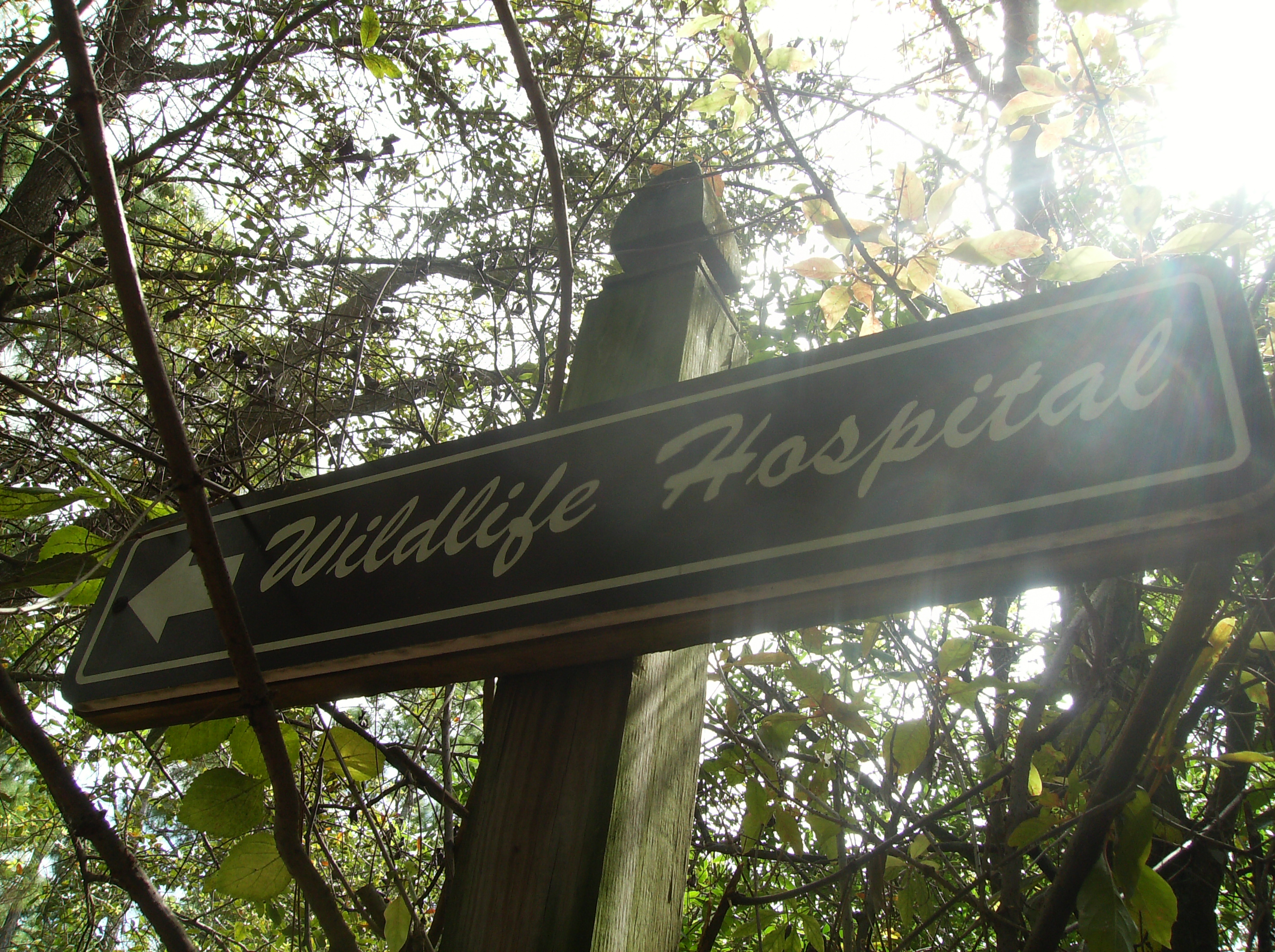Exploits of a Vegan Wannabe » Blog Archive Busch Wildlife Sanctuary