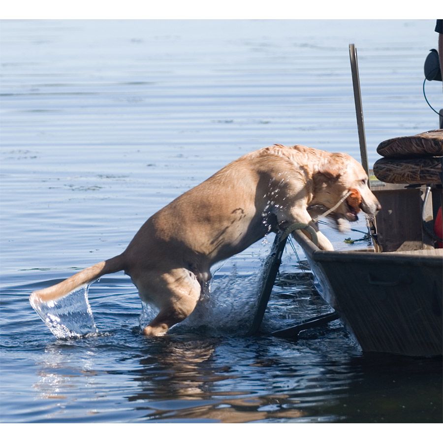 Dog Ladder Explore Beavertail