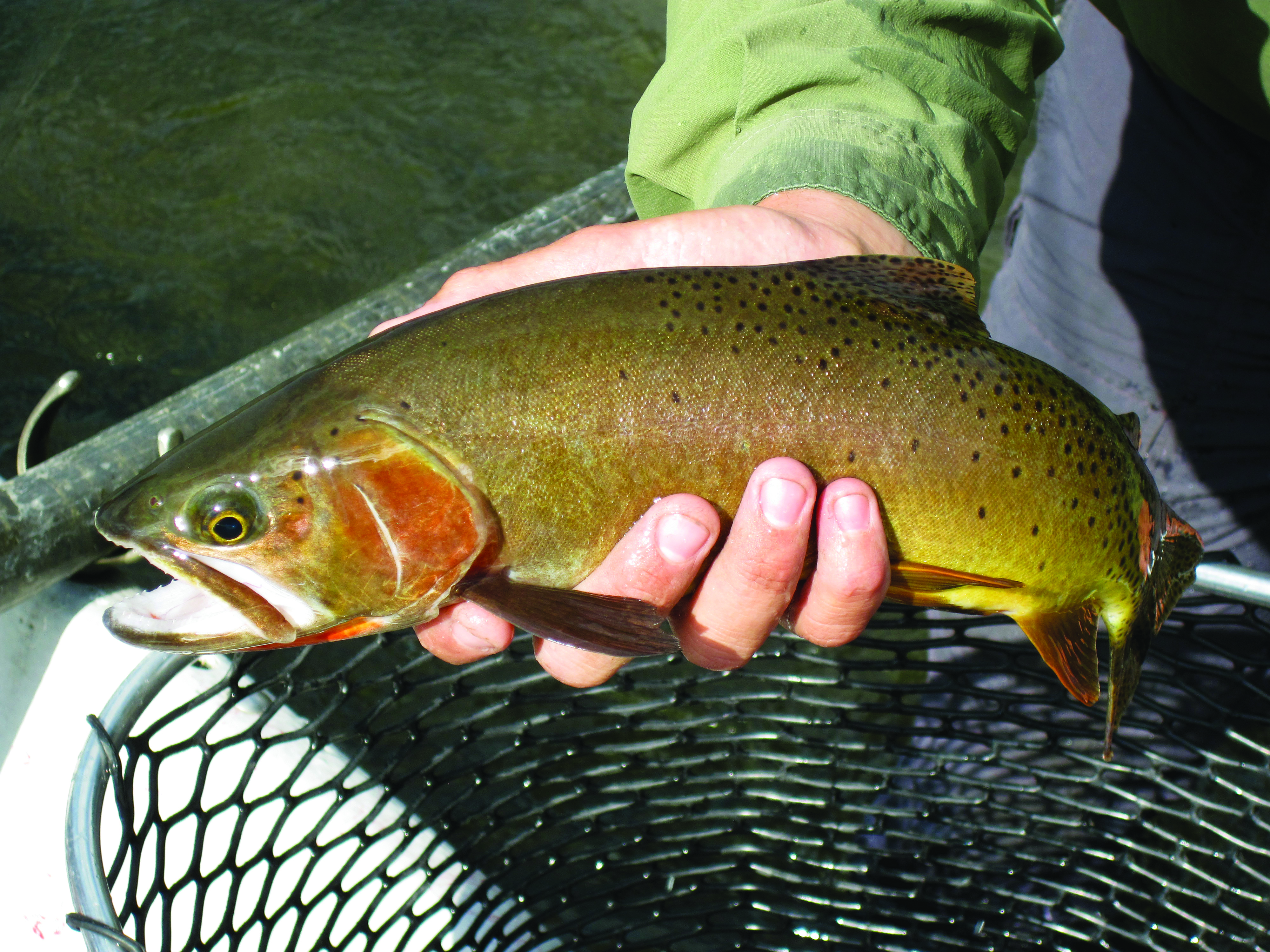 The Eddy Line Our greatest trout, the Yellowstone cutthroat Explore Big Sky