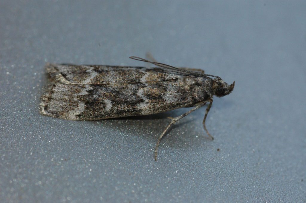 Summer spruce moths Late summer’s special treat from the fish gods