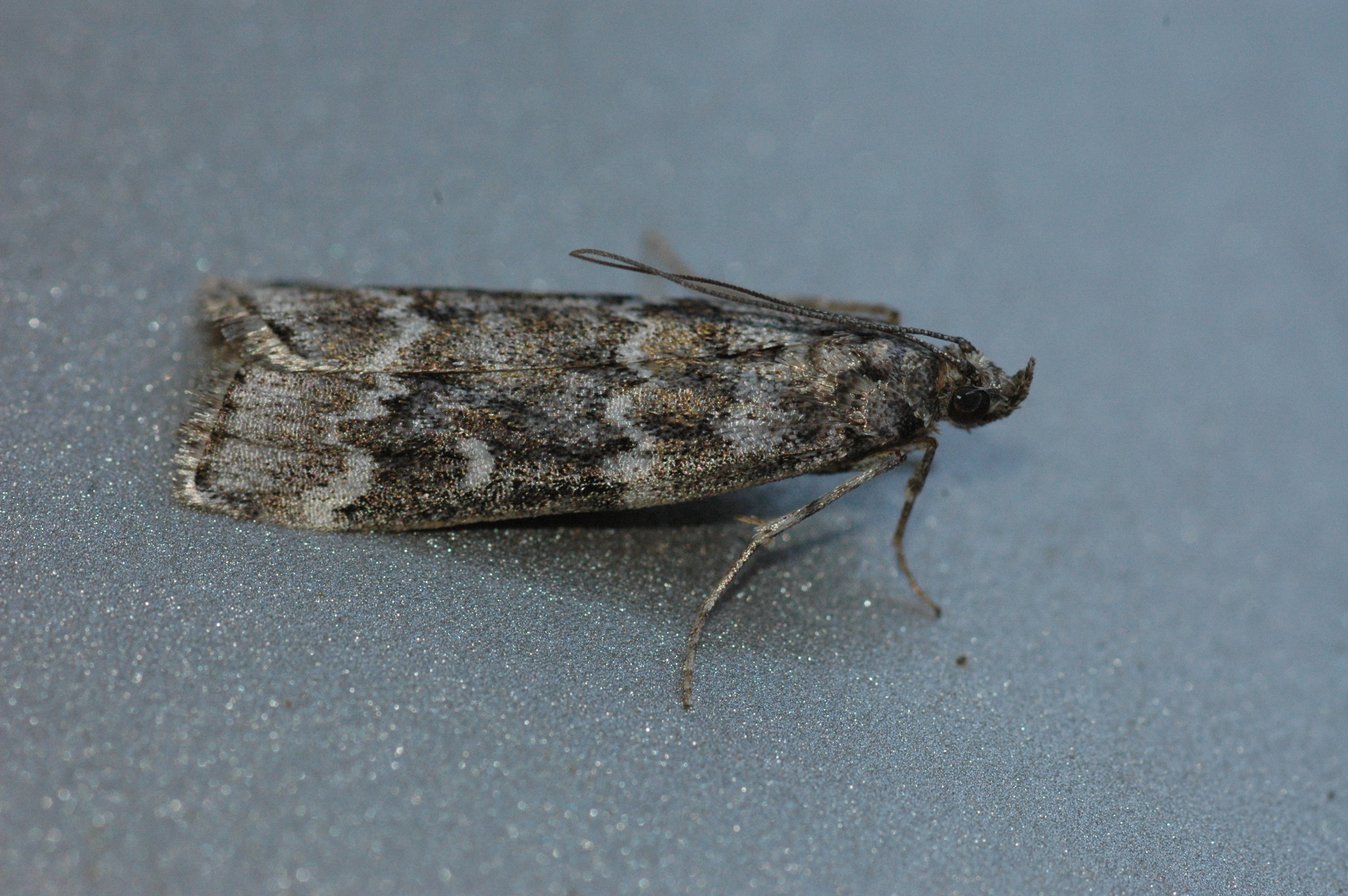 Summer spruce moths Late summer’s special treat from the fish gods