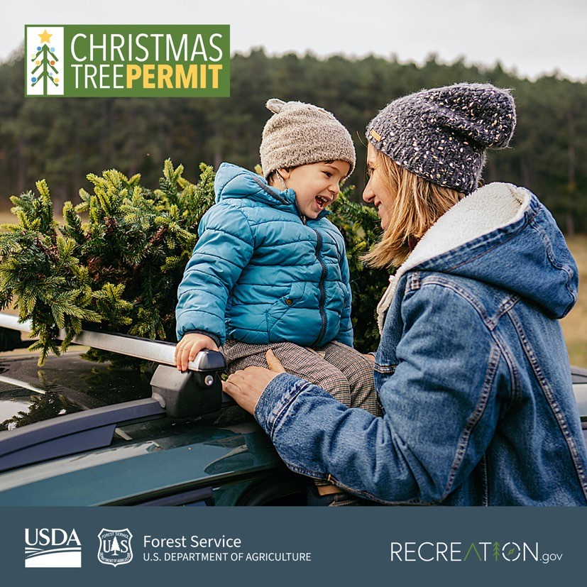 Christmas tree permits for CusterGallatin National Forest now