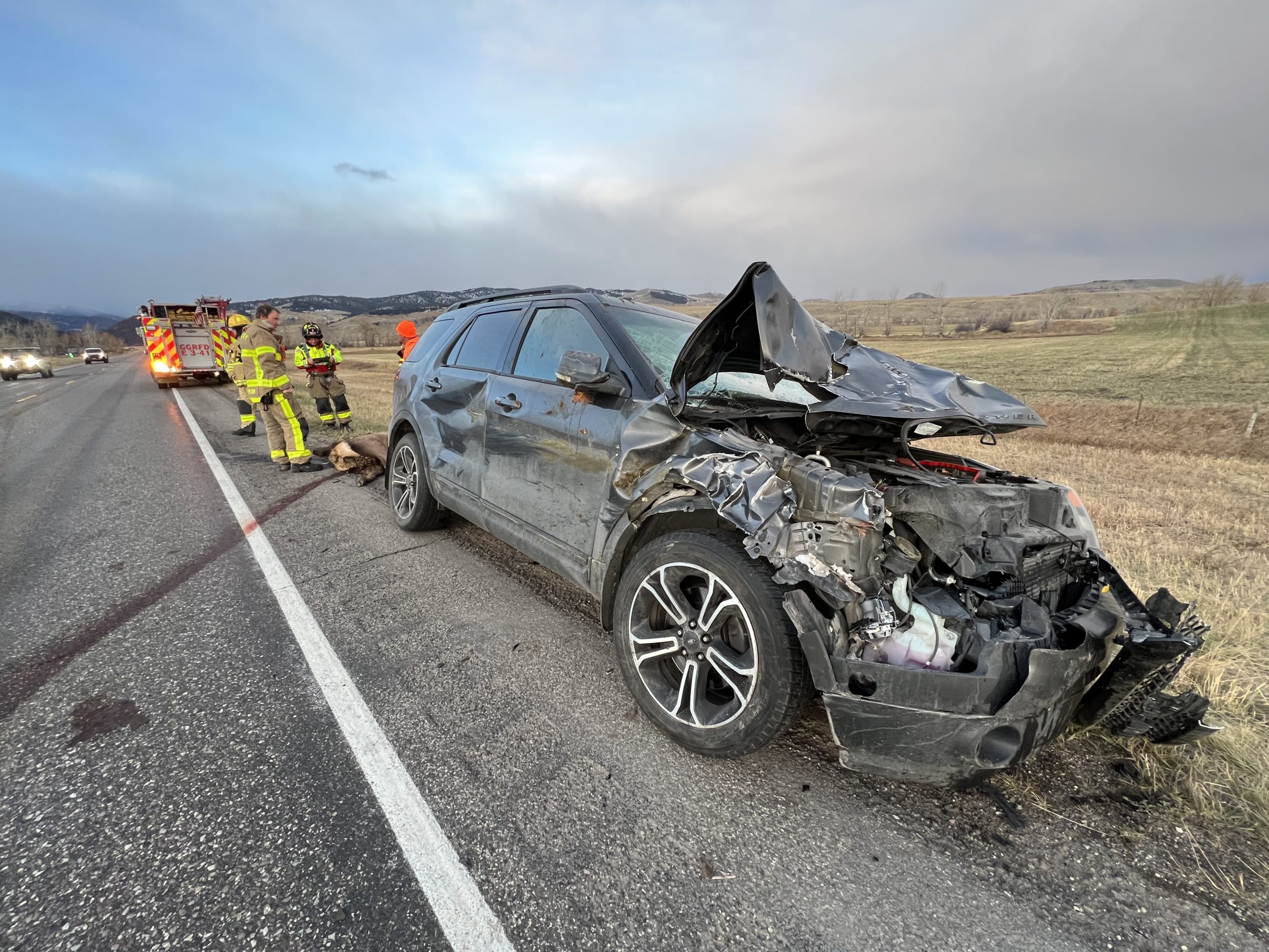 Elk crossing Spike in elkvehicle collisions sparks safety