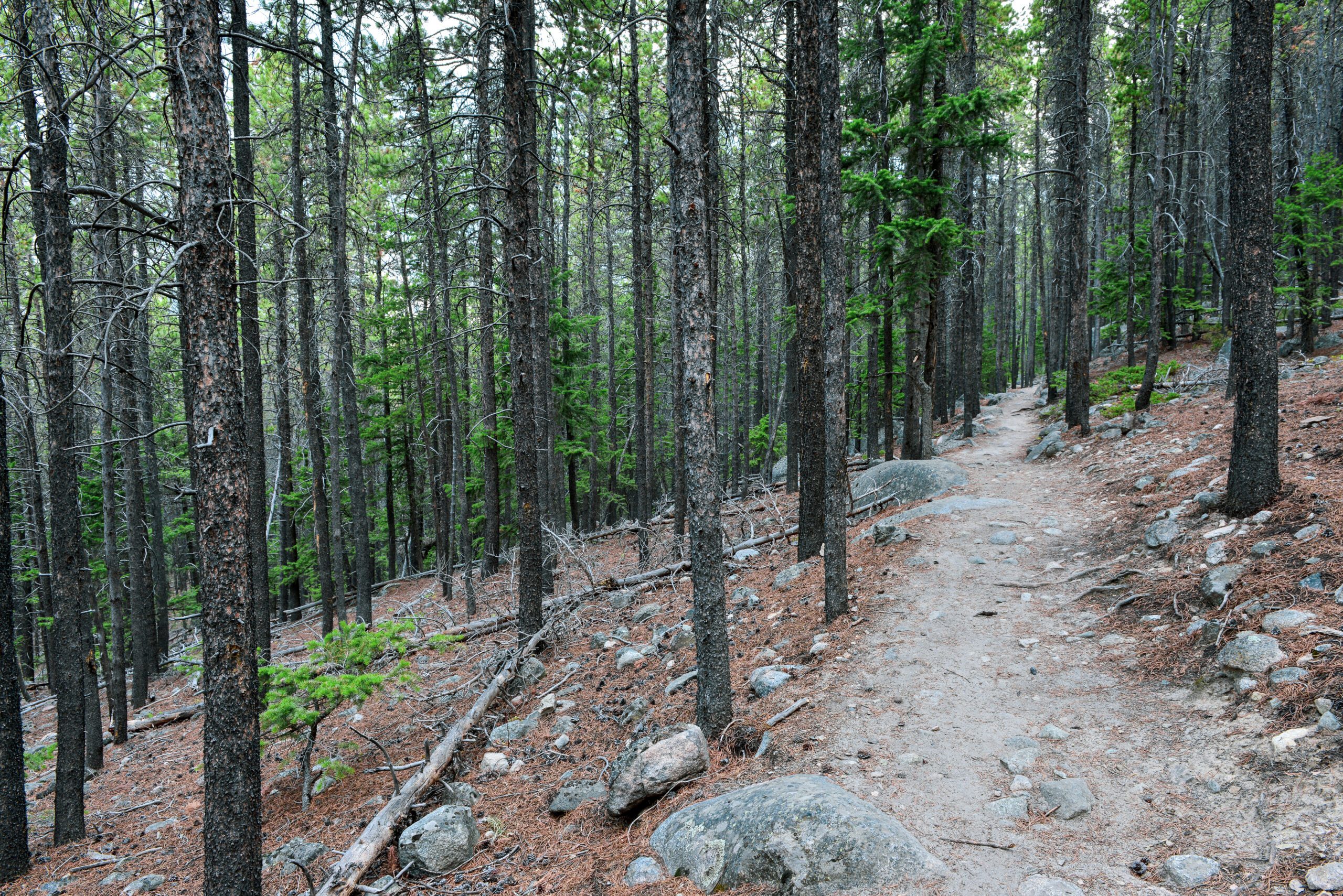 Custer Gallatin National Forest advises avoiding the Mirror Lake area
