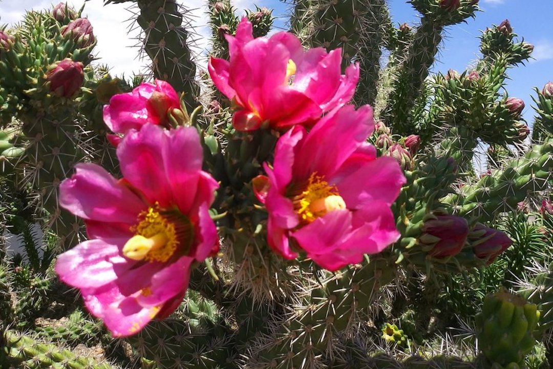 Spring Explore Cochise