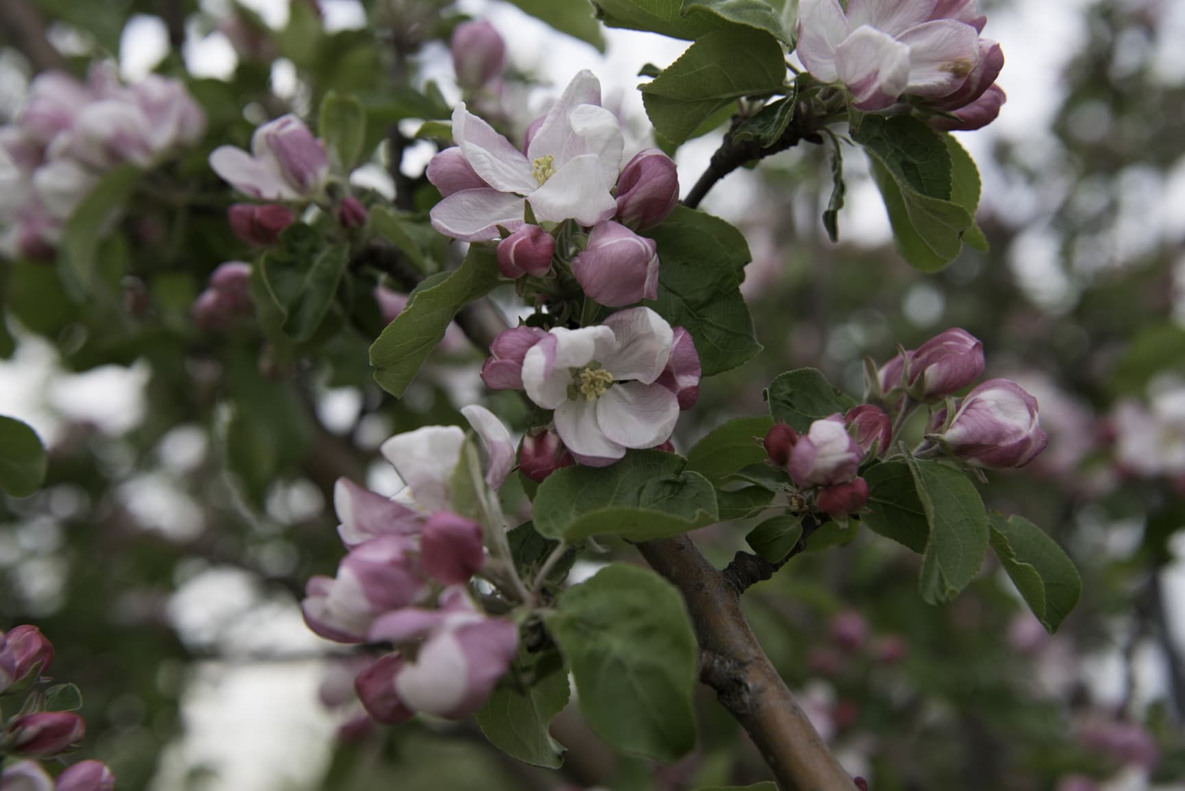 Applefest in La Crescent MN, Applefest Schedule of Events