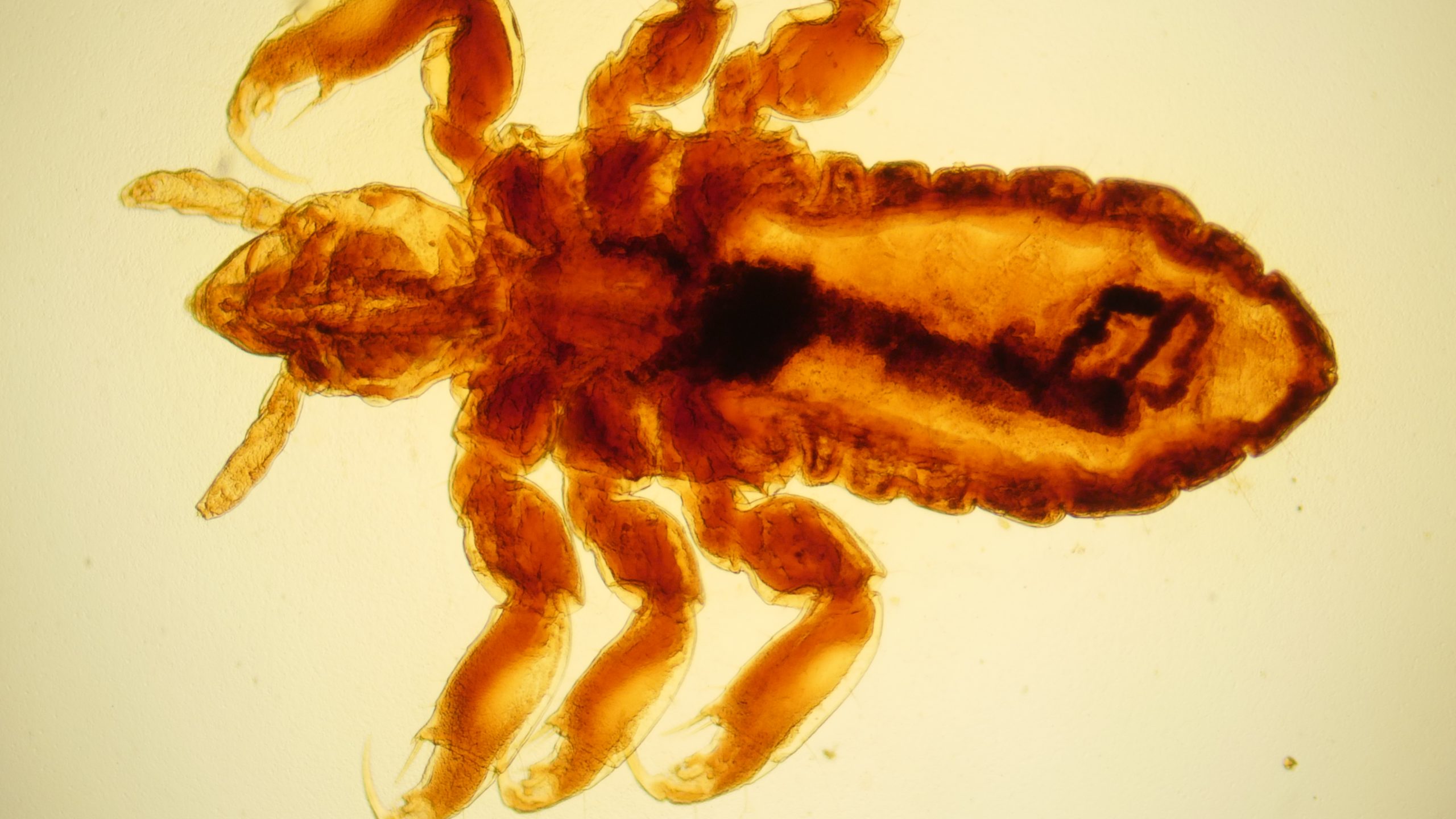 Body Louse Explore Microscopy