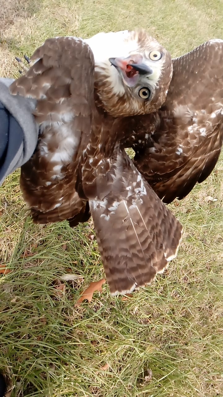 Falconry Mews Requirements