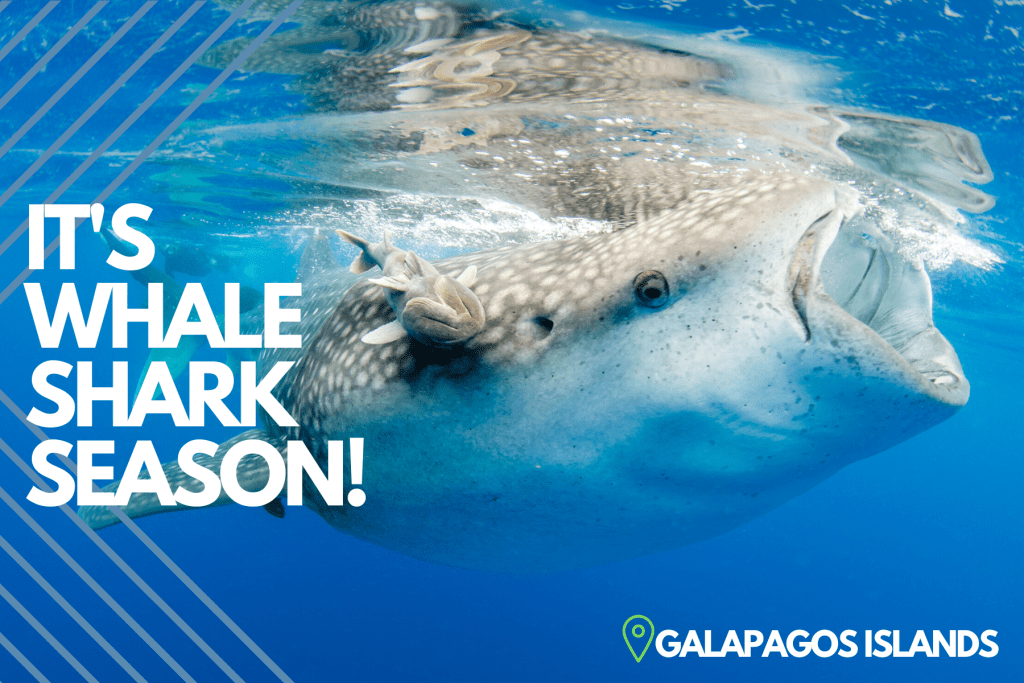 It's Whale Shark Season In Galapagos Explorer Ventures Fleet®