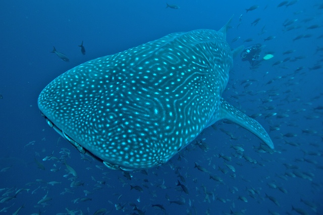 Galapagos Liveaboard Diving Explorer Ventures Liveaboard Fleet