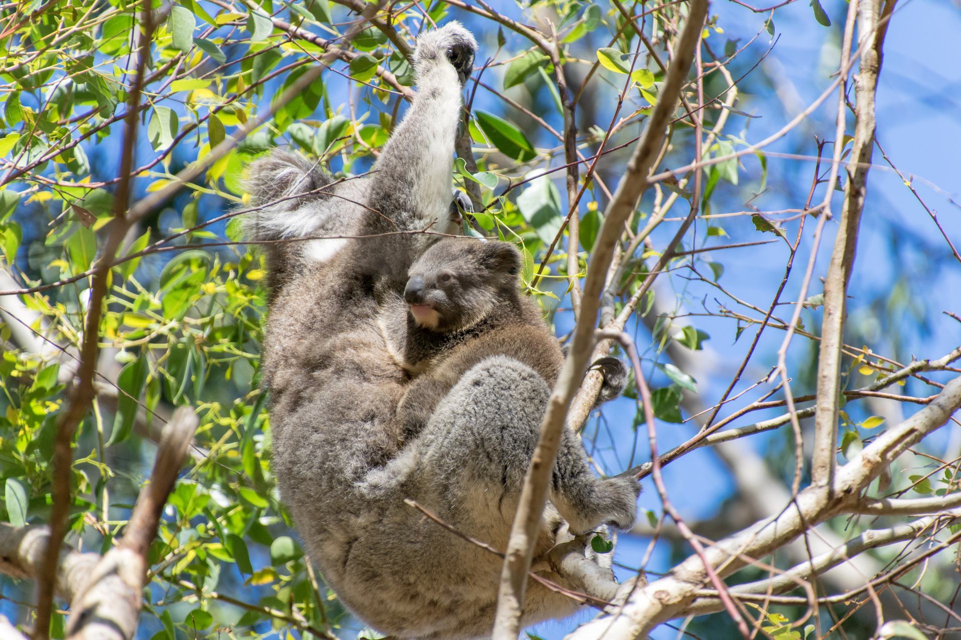 Finding Koalas On Kangaroo Island Explore Shaw