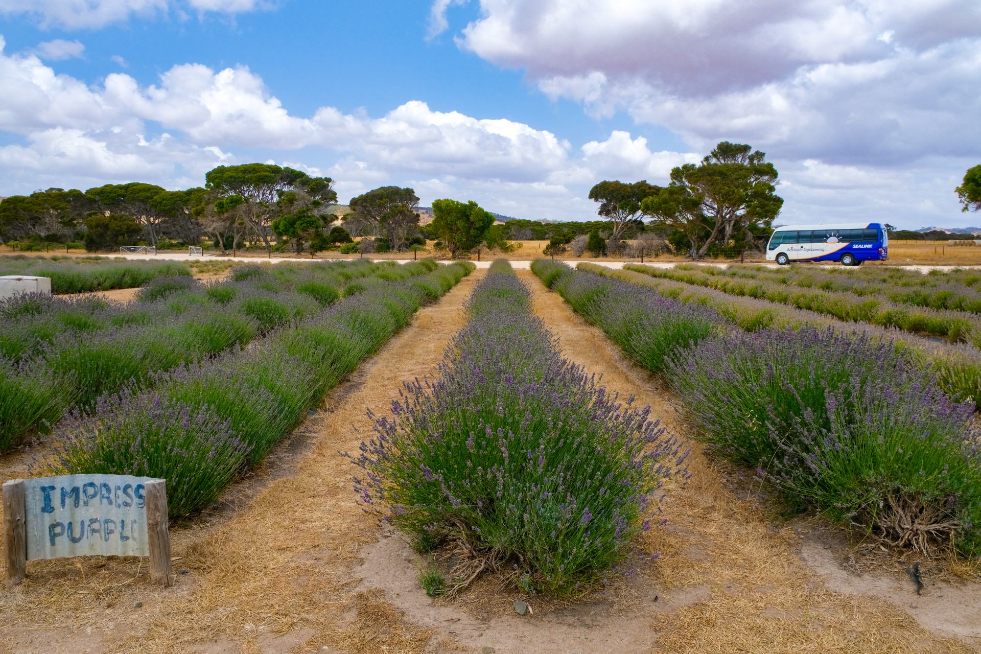 How To Help Kangaroo Island After The Fires Explore Shaw
