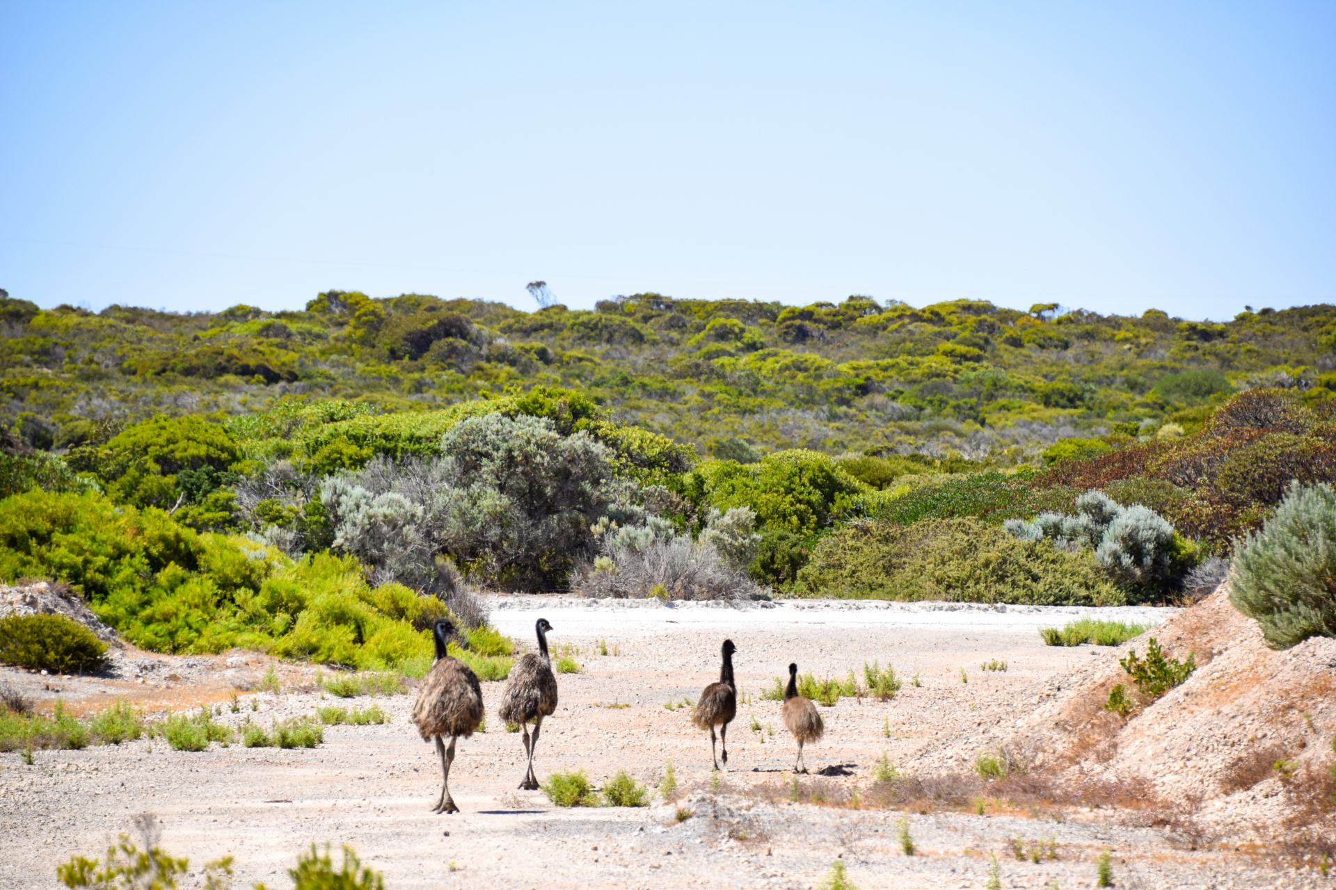 Your Complete Innes National Park Camping Guide Explore Shaw