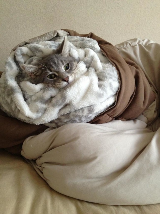 These Adorable Little Animals Got Wrapped Up and Look Like a Burrito