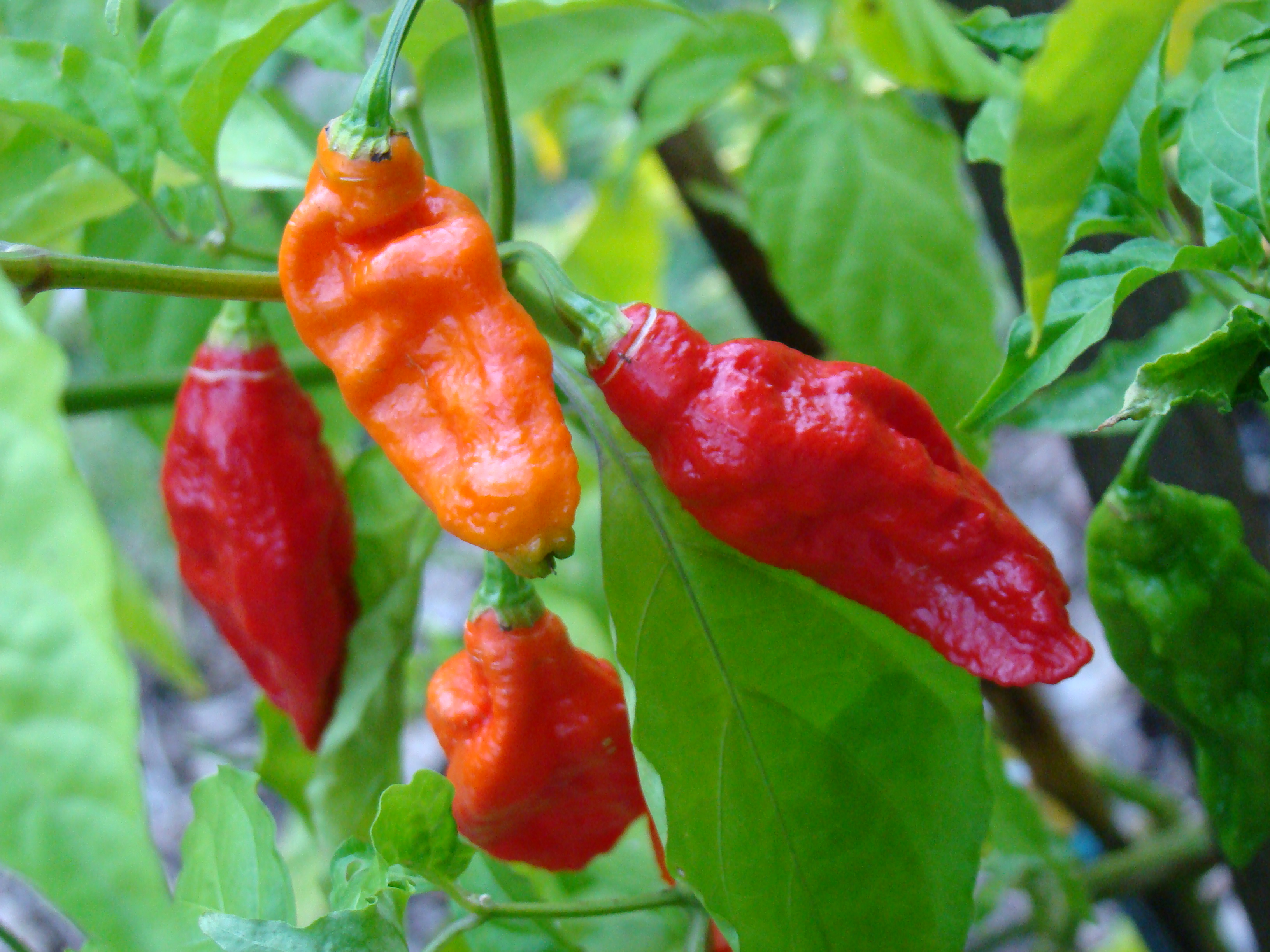 Can Spicy Foods Help Fight Cancer And Extend Life?