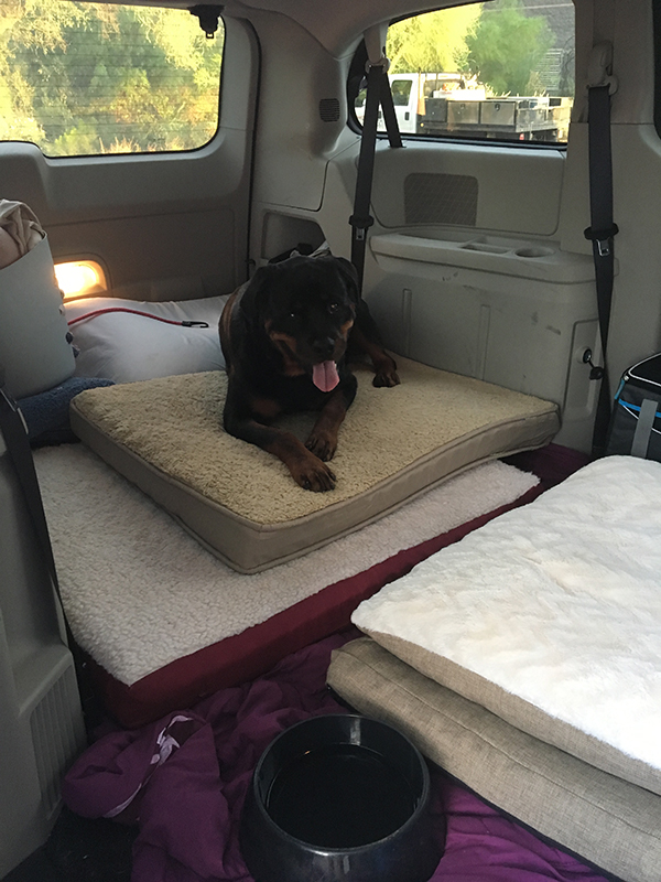 Pet Shipping, Dog Transportation Services, Cat Transport