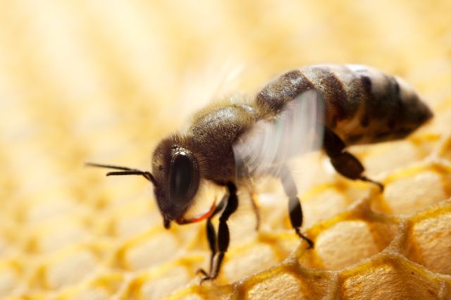 Manuka Honey Acid Reflux? Best Manuka Honey to Use?