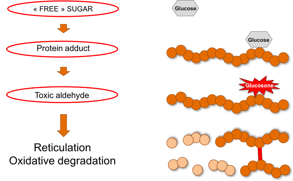 Antiglycation Exsymol RegTech