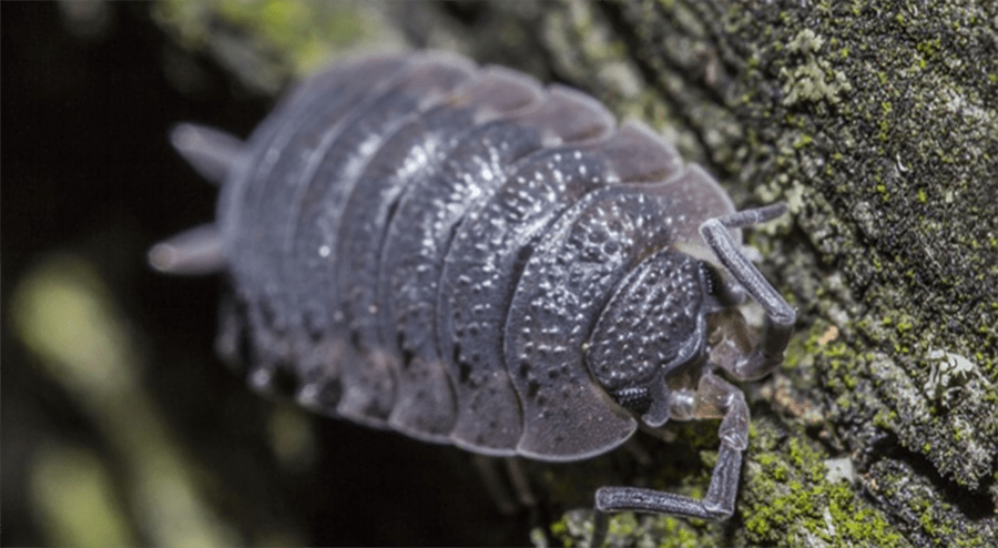 What Do Rolly Pollies Eat? – Exterminator