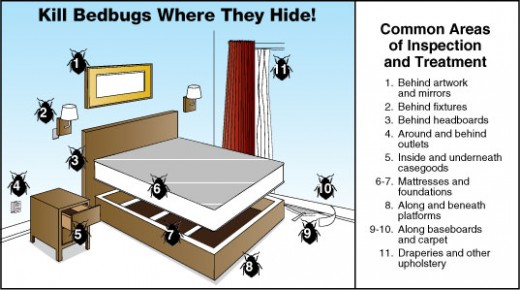 Where Do Bed Bugs Hide Exterminatorhamilton.ca