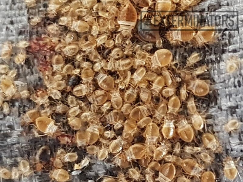 Bed Bug Exterminator Hamilton Professional Bed Bug Control