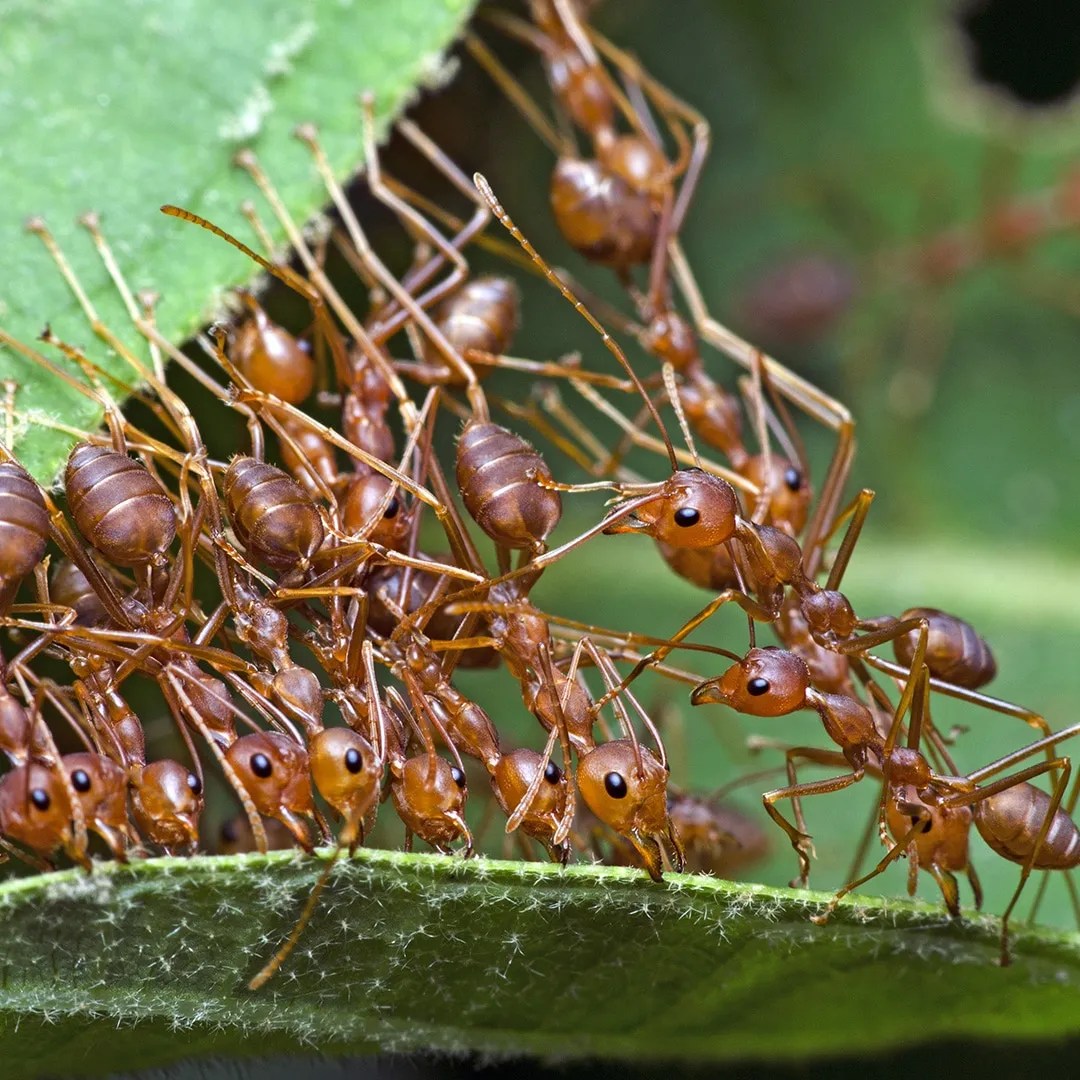 Can Ants Bite? · ExtermPRO