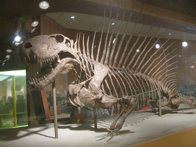 Dimetrodon Facts, Species, Discovery, Behavior and Adaptation