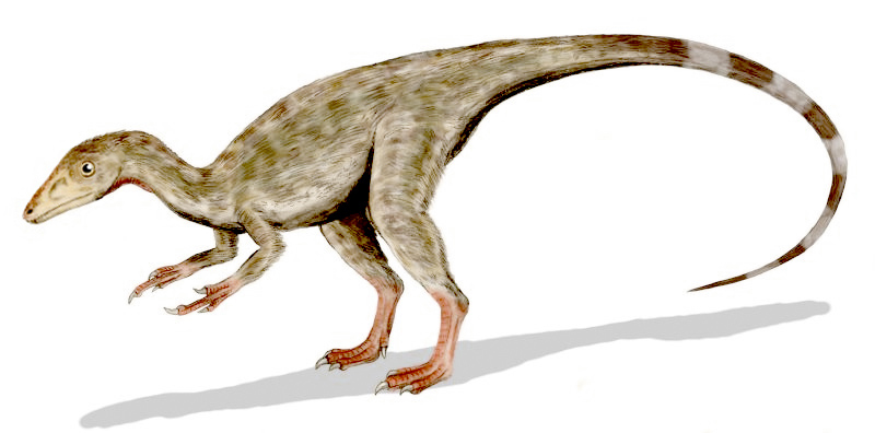 Compsognathus Etymology, Facts, Classification, Adaptation and Behavior
