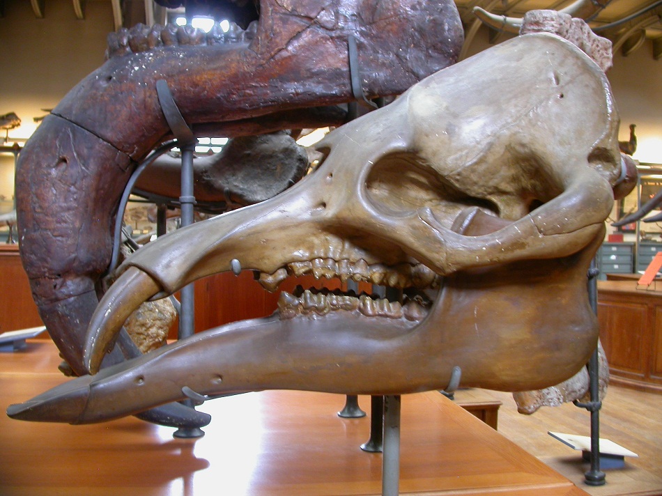 Phiomia Facts, Habitat, Diet, Fossils, Pictures