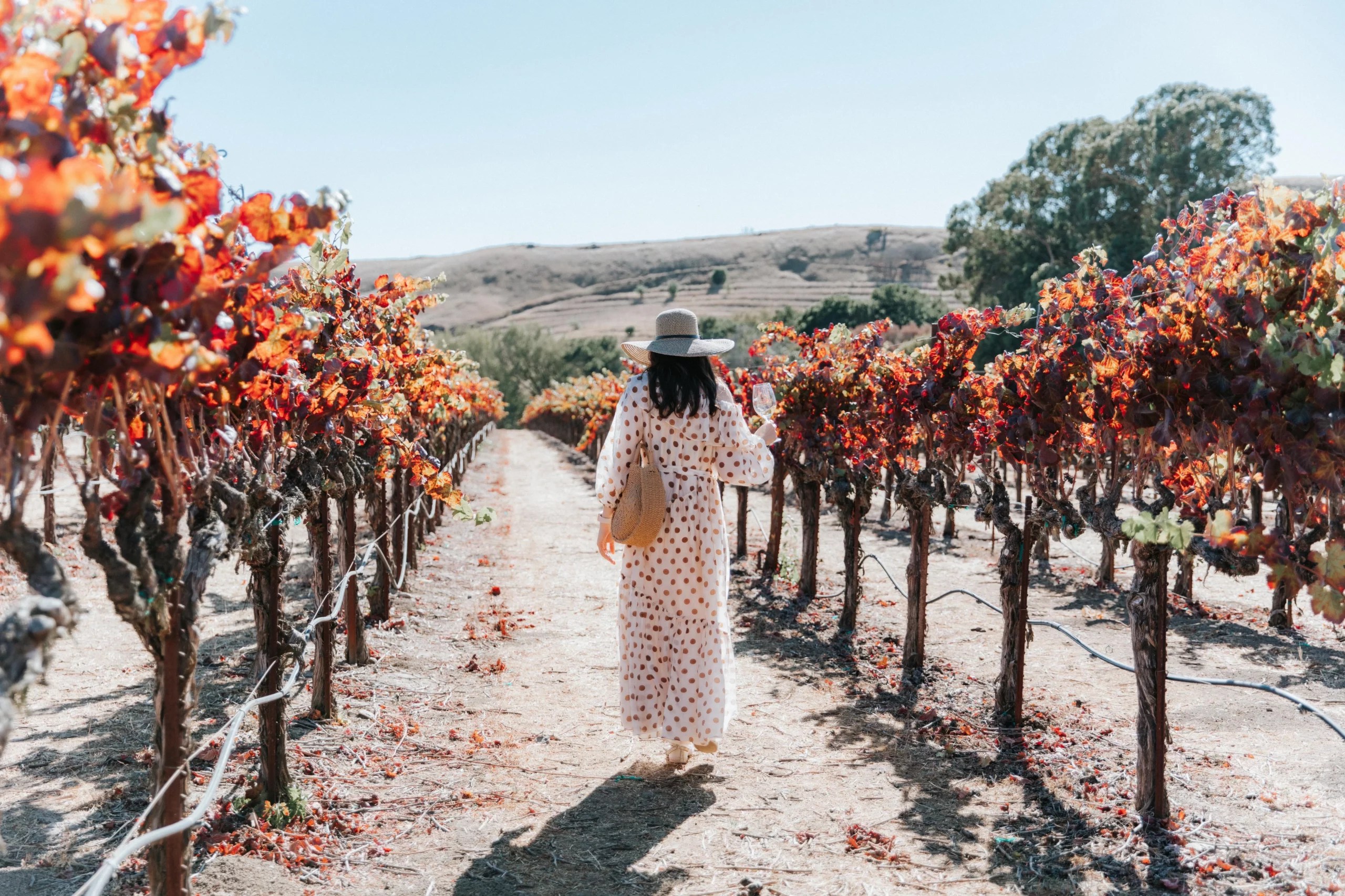 When is The Best Time to Visit Napa Valley? Extranomical