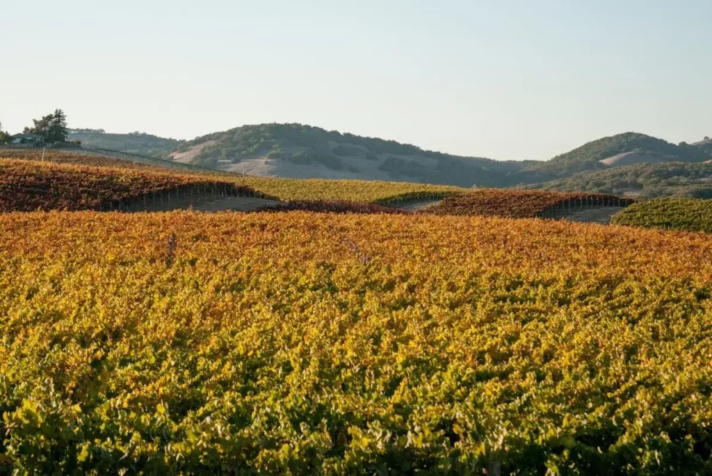 When is The Best Time to Visit Napa Valley? Extranomical