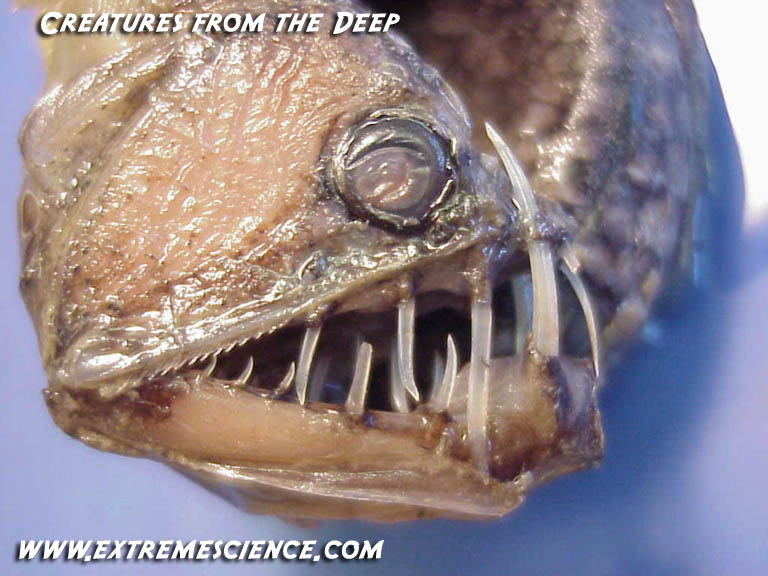 Deep Sea Viper Fish