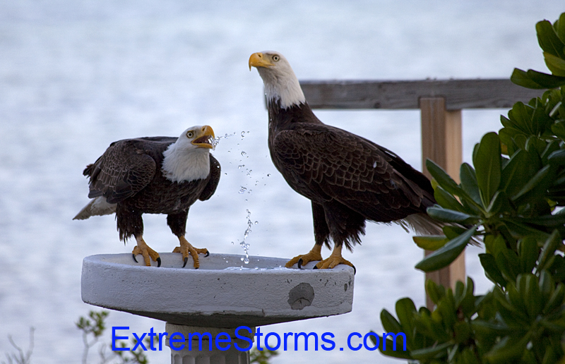 Bald Eagles drinking water