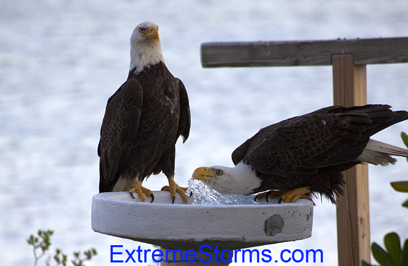 Bald Eagles drinking water