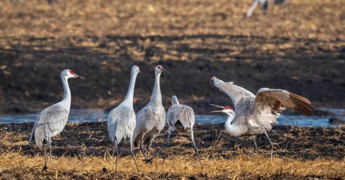 Can You Hunt Sandhill Cranes In Florida? A Comprehensive Guide Eye