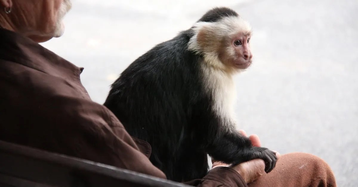 Can You Have A Pet Monkey In Florida? A Comprehensive Guide Eye And Pen
