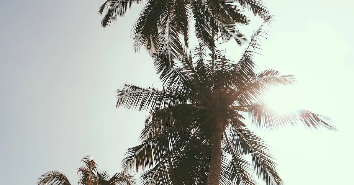 Do Palm Trees Grow In Texas? Investigating The Lone Star State'S Tropical Trees Eye And Pen