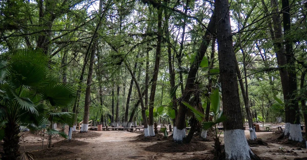 Do Trees Lose Their Leaves In Florida? Eye And Pen