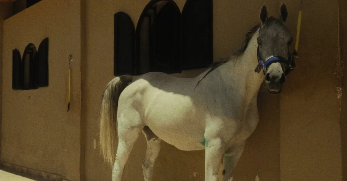 How Much Does A Horse Cost In Texas? Eye And Pen