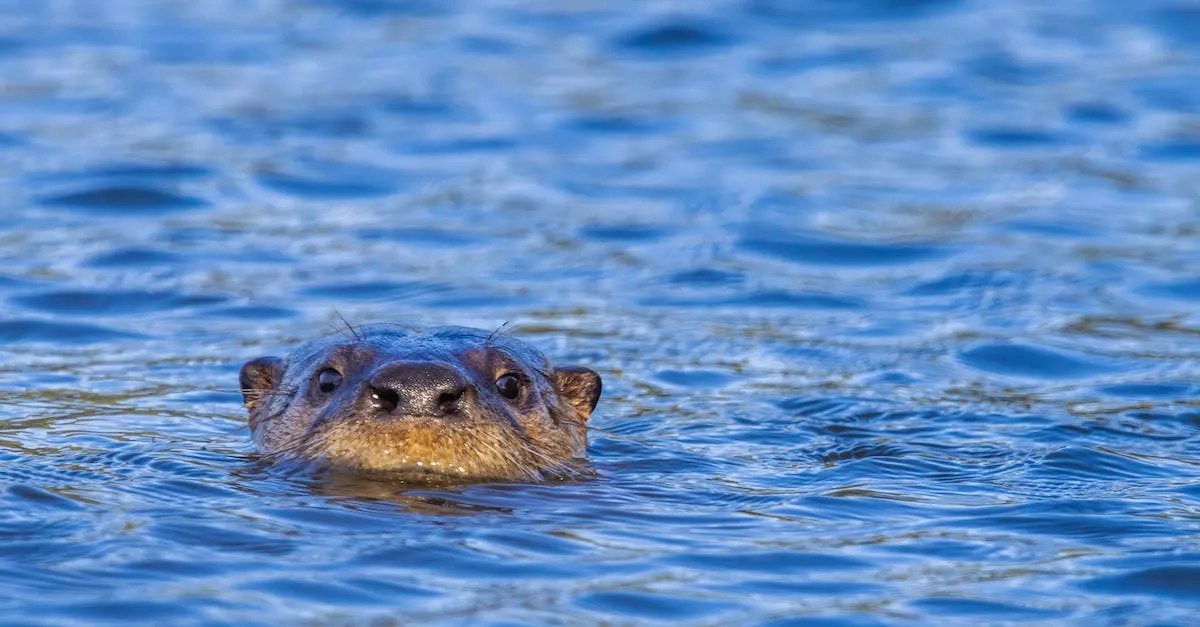 Can You Own An Otter As A Pet In Texas? Eye And Pen