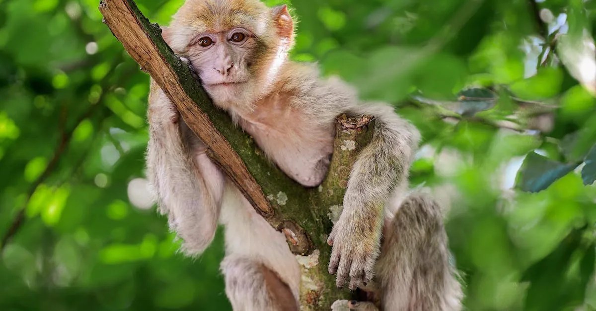 Can You Own A Monkey In New York? Eye And Pen