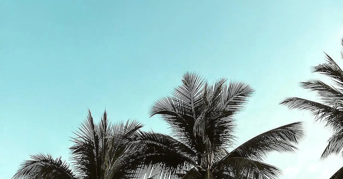 Do Palm Trees Grow In Houston? Examining The City'S Tropical Trees