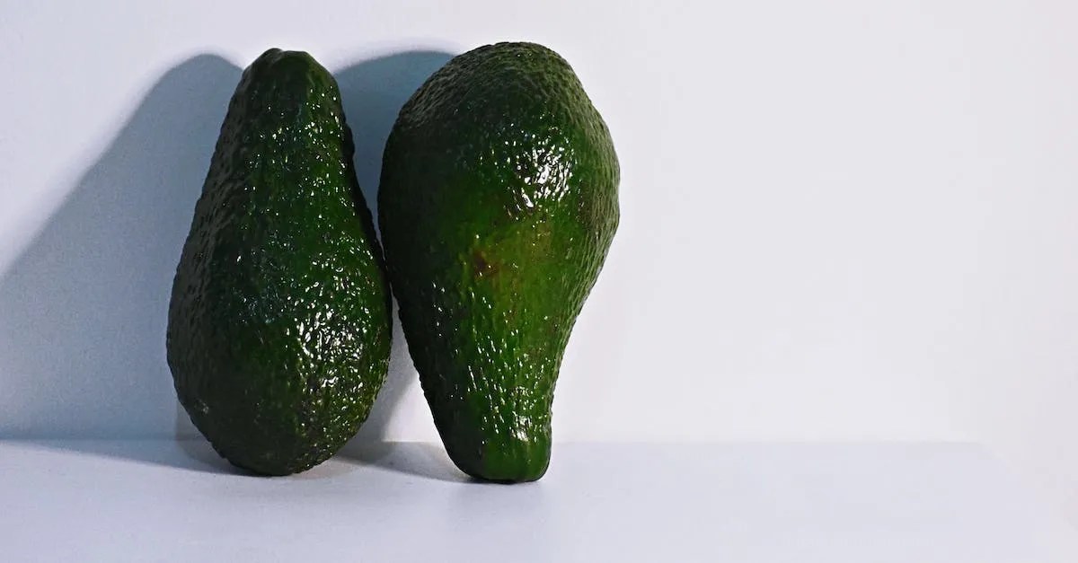 Can You Grow Avocados In New York? Eye And Pen