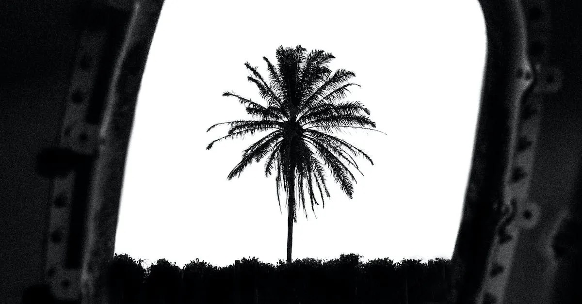 Do Palm Trees Grow Naturally In Florida? Eye And Pen